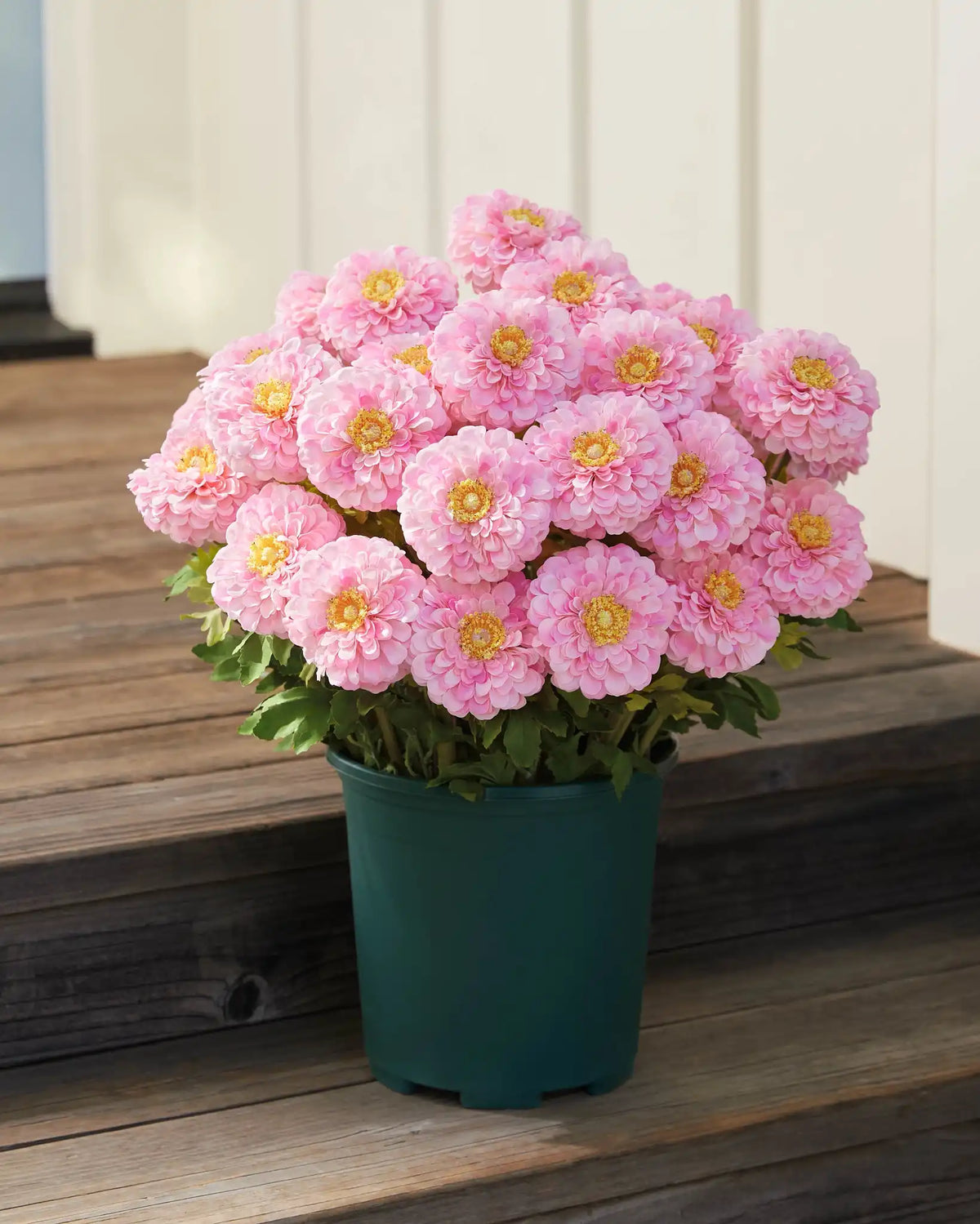 Outdoor Sweet Zinnia Pot Filler