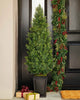 Potted Trees