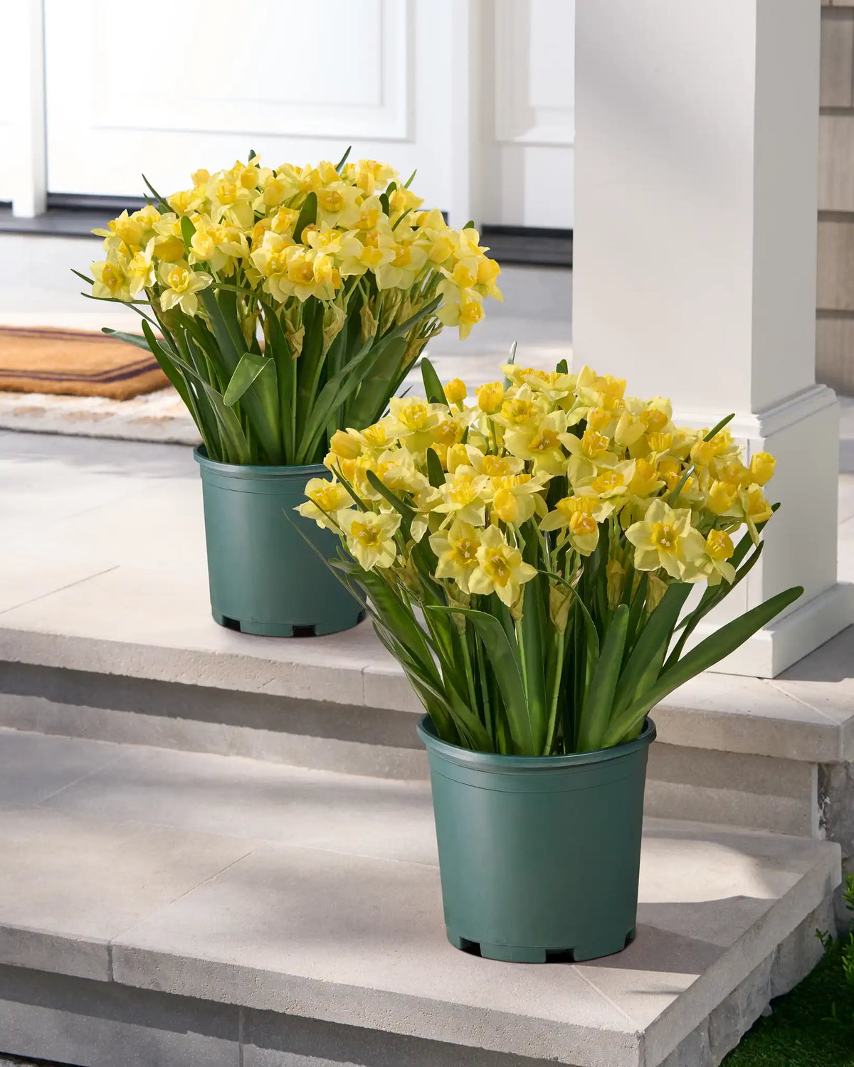 Golden Daffodil Foliage
