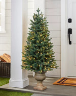 Colorado Mountain Spruce® Potted Trees