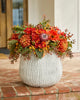 Potted Flowers
