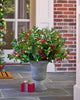 Potted Arrangement