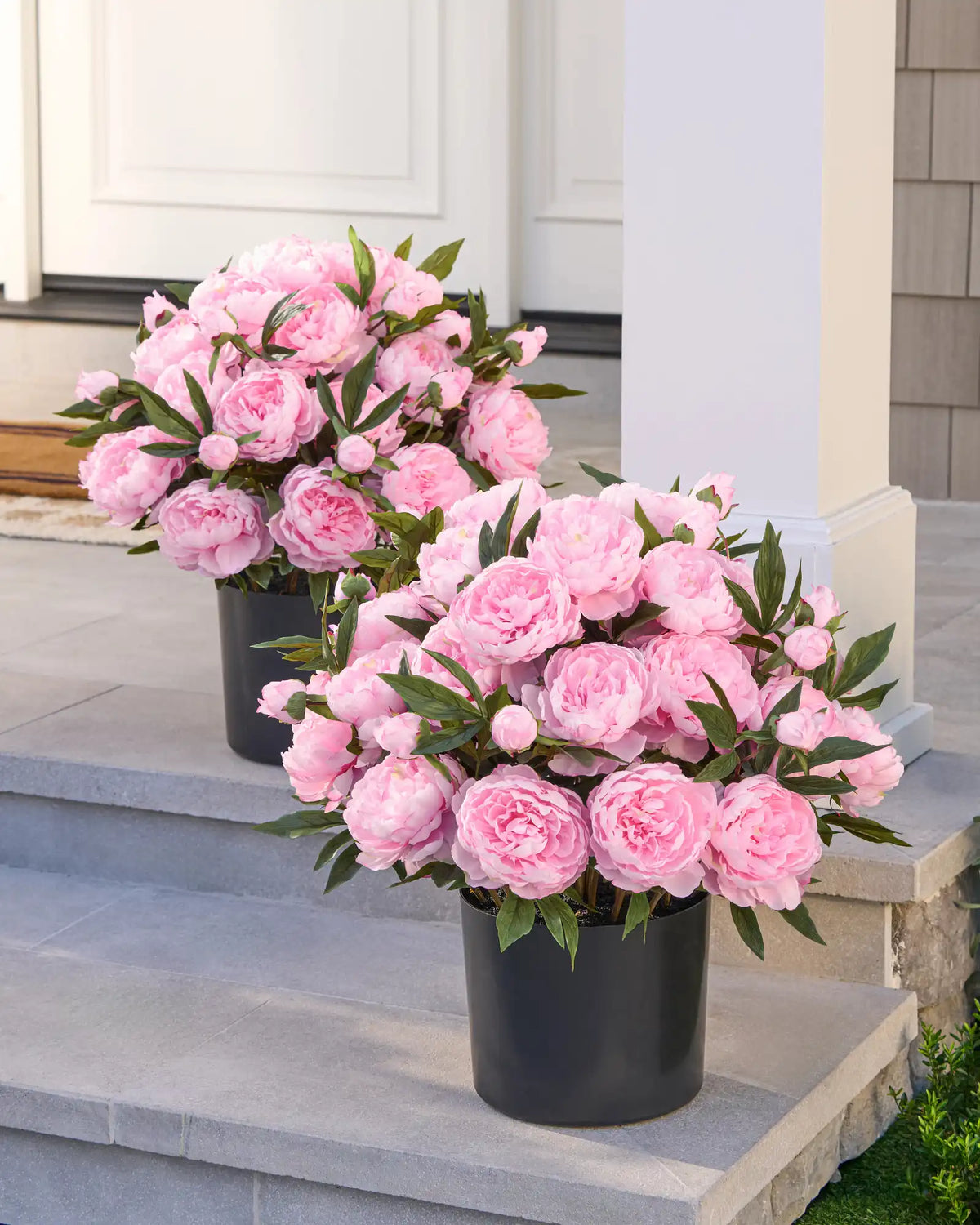 Outdoor Peony Paradise Foliage