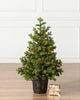 Potted Trees