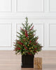 Potted Trees